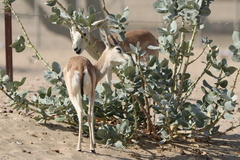 Gazella marica