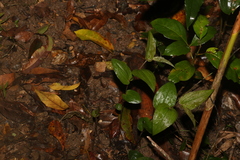 Tripladenia cunninghamii