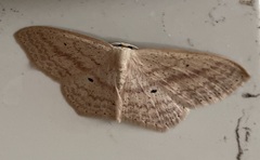 Scopula perlata
