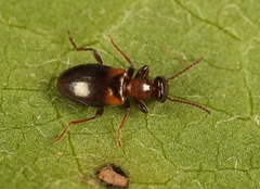 Omonadus floralis