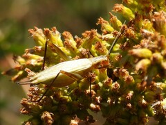 Oecanthus nigricornis