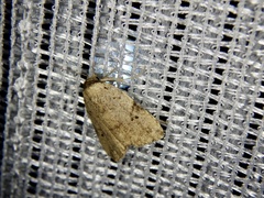 Neachrostia bipuncta