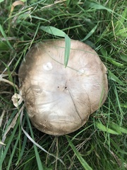 Agaricus campestris