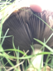 Agaricus campestris