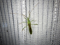 Leptocorisa chinensis