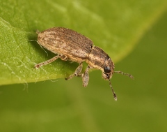 Sitona humeralis