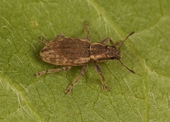 Sitona humeralis