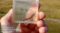 Ichthyosaura alpestris