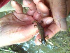 Ichthyosaura alpestris alpestris