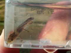 Ichthyosaura alpestris