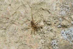 Liocranum rupicola