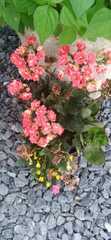 Kalanchoe