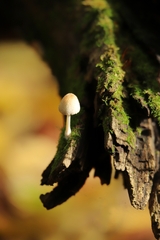 Tympanella galanthina