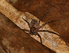 Heteropoda binnaburra