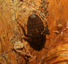Blaberidae