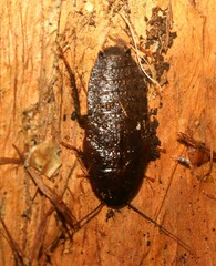 Blaberidae