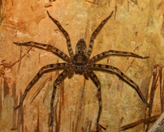 Heteropoda binnaburra