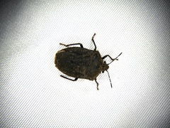 Scotinophara lurida
