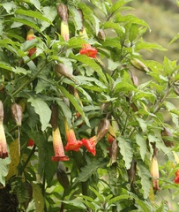 Brugmansia sanguinea
