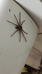 Heteropoda venatoria