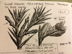 Arceuthobium pusillum