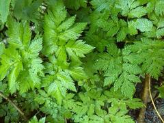 Chaerophyllum aureum