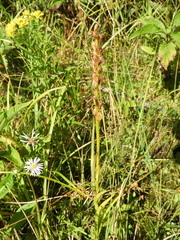 Platanthera dilatata