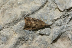 Hypena rostralis