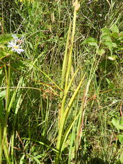 Platanthera dilatata
