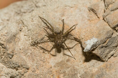 Tegenaria ferruginea