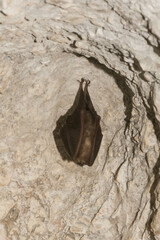 Rhinolophus hipposideros