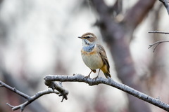 Luscinia svecica svecica