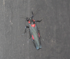 Cyana tettigonioides