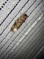 Hystrichoscelus spathanum