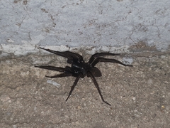 Pireneitega spinivulva