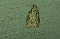 Apotomis infida
