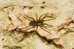 Liocranum rupicola