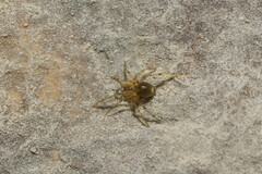Nesticidae