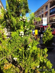 Platycladus orientalis