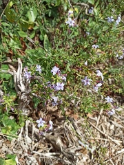 Plumbago europaea