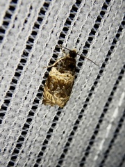 Celypha aurofasciana