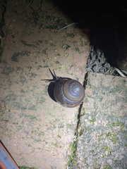 Sphaerospira fraseri