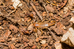 Euscorpius