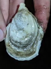 Crassostrea virginica