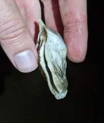 Crassostrea virginica