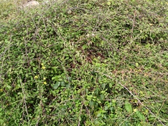 Fallopia convolvulus