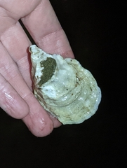 Crassostrea virginica
