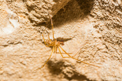 Nesticidae