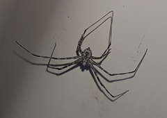 Tamopsis