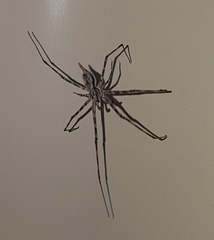 Tamopsis